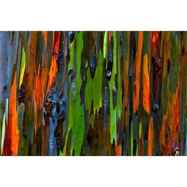 Tree Plant Rainbow Eucalyptus Mindanao Gum Rainbow Gum Psychedelic Deglupta Ind//Out 4 Pot